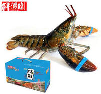 波士頓鮮活龍蝦A套700g-900g